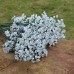 12Pcs Artificial Plastic Gypsophila Baby's Breath Flower Plants Home Wedding Decor