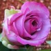 50pcs Purple Red Rose Seeds DIY Home Garden Dec