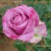 50pcs Purple Red Rose Seeds DIY Home Garden Dec