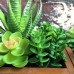 LOVE Wooden Basin Desktop Lotus Succulent Plants Flower Pot Garden  Bonsai