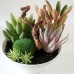 Mini White Pots Simulation Plant Aloe Vera Immortal Finger Potted Plants