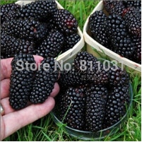 1-Bag-appx-15grams-Controlled-Release-Fertilizer-Granules-Organic-Suitable-for-Garden-Fruit-Trees--V-32444865939