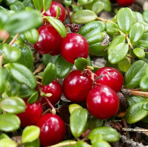 100-Natural-Bearberry-Leaf-Extract-Powder-98-Ursolic-Acid-Powder-32993376787