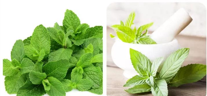 100-Pure-Mint-Extract-Mentha-leaf-Peppermint-Powder-32989172514