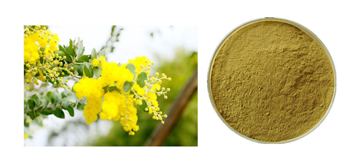 101-Acacia-Rigidula-Acacia-Bark-ExtractAn-acaciaAcacia-Rigidula-Powder-32990486879