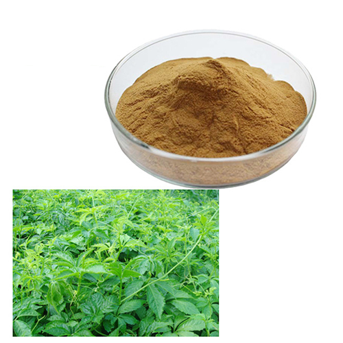 101-Gynostemma-Extract-Powder-jiaogulan-Gynostemma-PentaphyllumBest-Price-32988197827