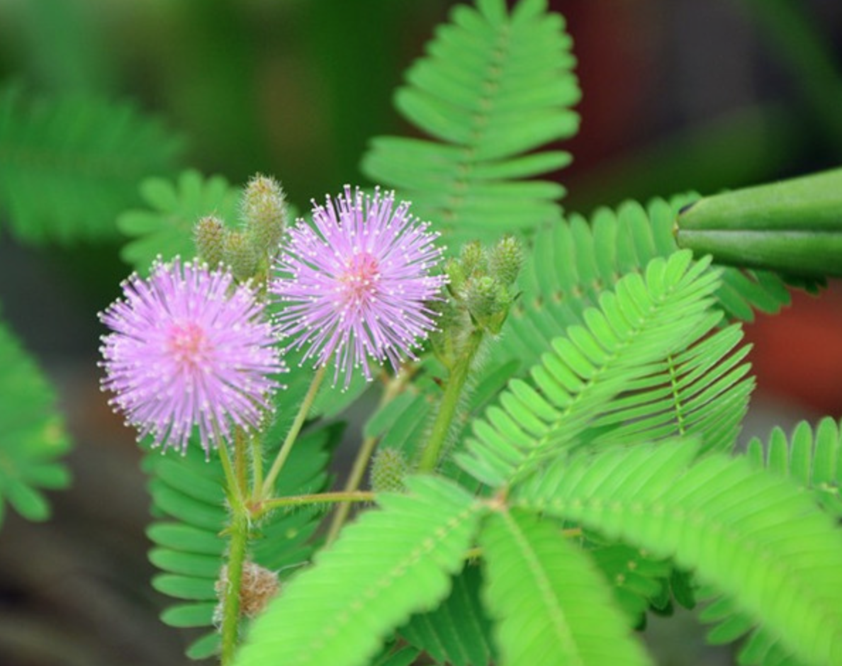 101-Hot-sale--High-quality-Mimosa--Pudica-root-bark-extract-powder-32984199664