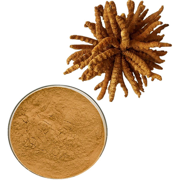 101-Natural-Cordyceps-Extract-Powder-32989456596