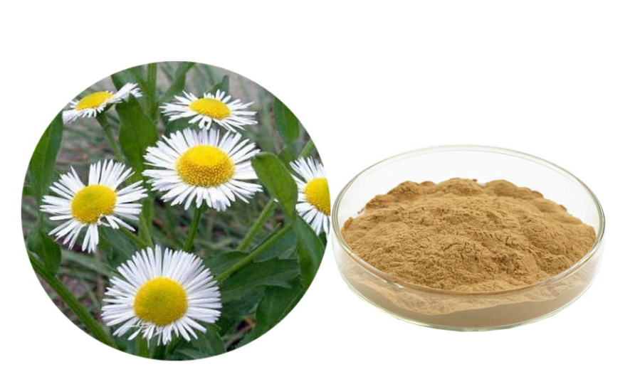 101-chrysanthemum-extract-powder-32985166075