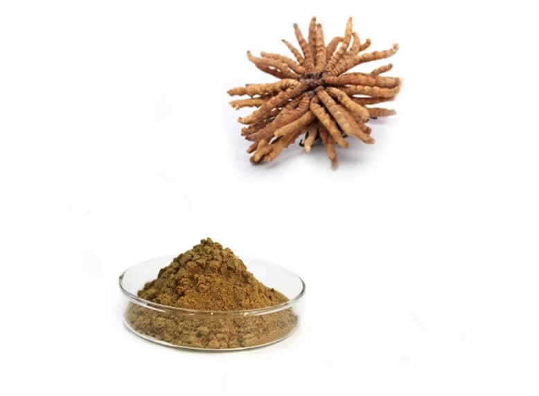 101-pure-natural-Cordyceps-extract-best-price100g-1000g-32984439072