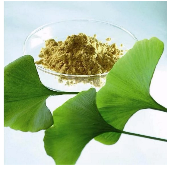 24-ginkgo-biloba-leaves-extract-powder-Gingko-Flavonoids6-Total-terpene-32992699552