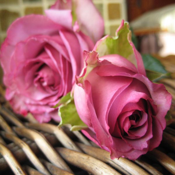 50pcs-Purple-Red-Rose-Seeds-DIY-Home-Garden-Dec-917551