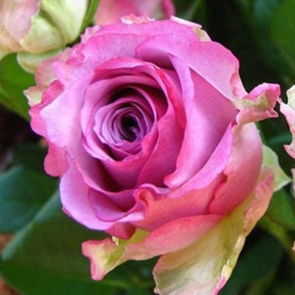 50pcs-Purple-Red-Rose-Seeds-DIY-Home-Garden-Dec-917551